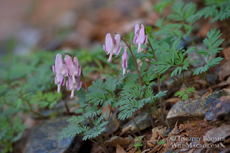 Shorthorn steer's head (Dicentra pauciflora). Sierra Nevada, Placer County, California, USA. Stock Photo ID=PLA0626 Shorthorn steer's head (Dicentra pauciflora). Sierra Nevada, Placer County, California, USA. Stock Photo ID=PLA0626