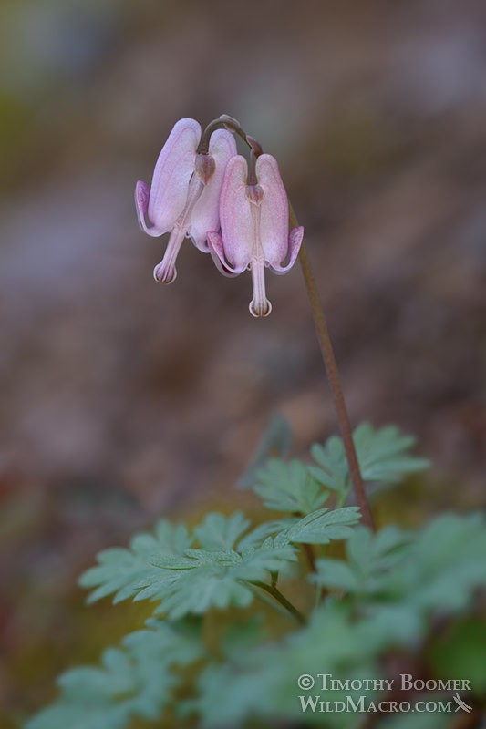 Shorthorn steer's head (Dicentra pauciflora). Sierra Nevada, Placer County, California, USA. Stock Photo ID=PLA0627 Shorthorn steer's head (Dicentra pauciflora). Sierra Nevada, Placer County, California, USA. Stock Photo ID=PLA0627