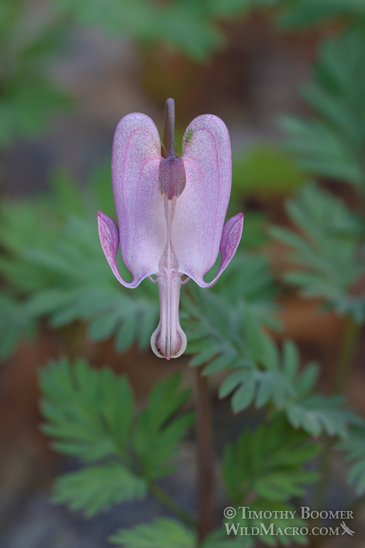 Shorthorn steer's head (Dicentra pauciflora). Sierra Nevada, Placer County, California, USA. Stock Photo ID=PLA0628 Shorthorn steer's head (Dicentra pauciflora). Sierra Nevada, Placer County, California, USA. Stock Photo ID=PLA0628