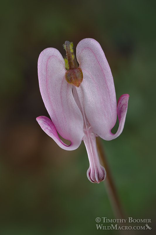 Shorthorn steer's head (Dicentra pauciflora). Sierra Nevada, Placer County, California, USA. Stock Photo ID=PLA0629 Shorthorn steer's head (Dicentra pauciflora). Sierra Nevada, Placer County, California, USA. Stock Photo ID=PLA0629