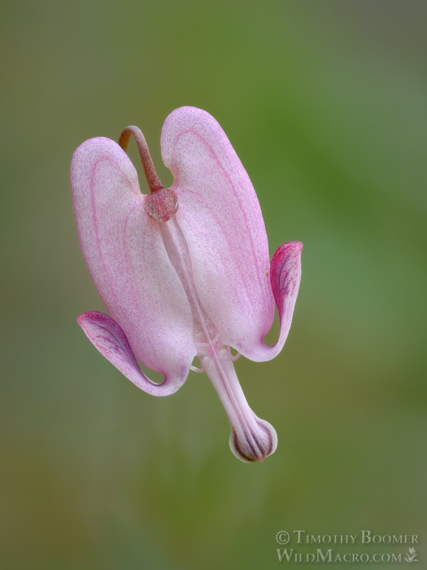 Shorthorn steer's head (Dicentra pauciflora). Sierra Nevada, Placer County, California, USA. Stock Photo ID=PLA0726 Shorthorn steer's head (Dicentra pauciflora). Sierra Nevada, Placer County, California, USA. Stock Photo ID=PLA0726