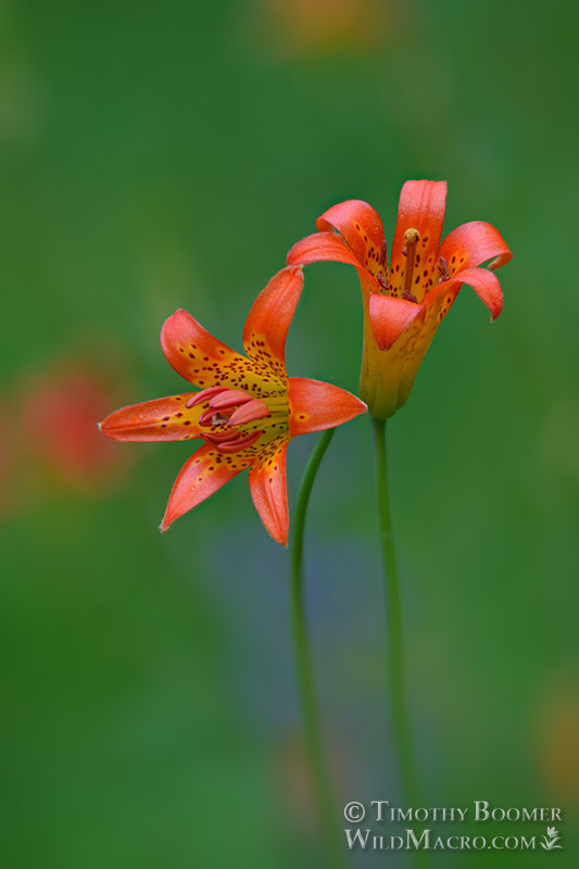 Sierra tiger lily or alpine lily (Lilium parvum), a California endemic wildflower. Eldorado National Forest, Sierra Nevada, Amador County, California, USA. Stock Photo ID=PLA0639 Sierra tiger lily or alpine lily (Lilium parvum), a California endemic wildflower. Eldorado National Forest, Sierra Nevada, Amador County, California, USA. Stock Photo ID=PLA0639
