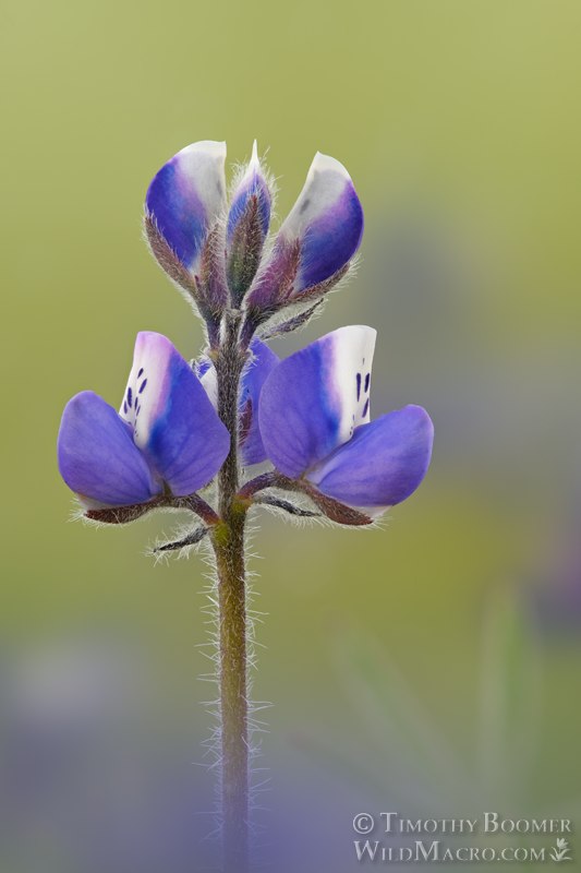 Sky lupine (Lupinus nana).  Vacaville, Solano County, California, USA. Stock Photo ID=PLA0718