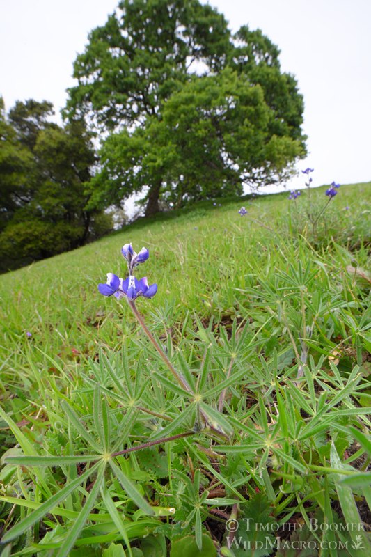 Sky lupine (Lupinus nana).  Vacaville, Solano County, California, USA. Stock Photo ID=PLA0719