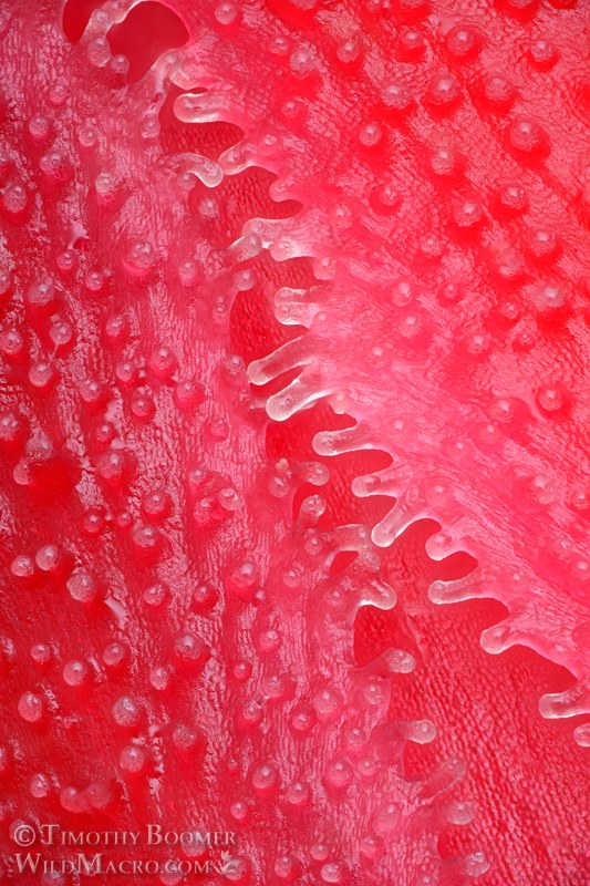 Snow plant (Sarcodes sanguinea), extreme close-up of trichomes. Eldorado National Forest, Sierra Nevada, El Dorado County, California.  Stock Photo ID=PLA0727