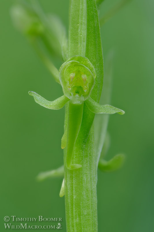Sparse-flowered bog orchid (Platanthera sparsiflora). Eldorado National Forest, Sierra Nevada, Amador County, California. Stock Photo ID=PLA0667 Sparse-flowered bog orchid (Platanthera sparsiflora). Eldorado National Forest, Sierra Nevada, Amador County, California. Stock Photo ID=PLA0677