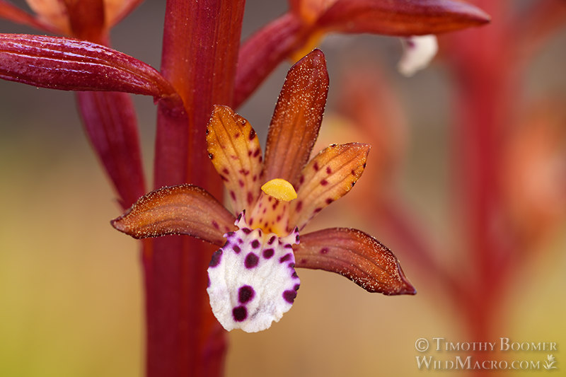 Spotted coralroot (Corallorhiza maculata var. occidentalis).  Carson Spur, Eldorado National Forest, Sierra Nevada, Amador County, CA.  Stock Photo ID=PLA0403