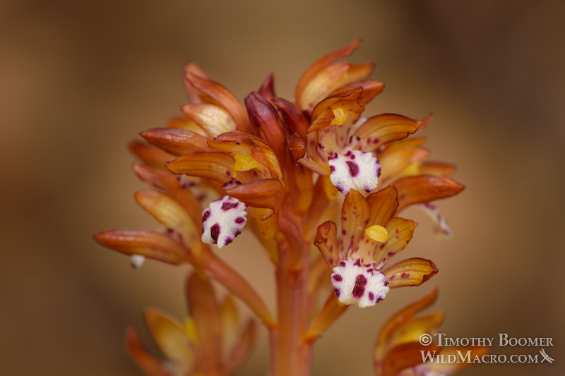 Spotted coralroot (Corallorhiza maculata var. occidentalis).  Kruse Rhododendron State Natural Reserve, Sonoma County, California, USA.  Stock Photo ID=PLA0557