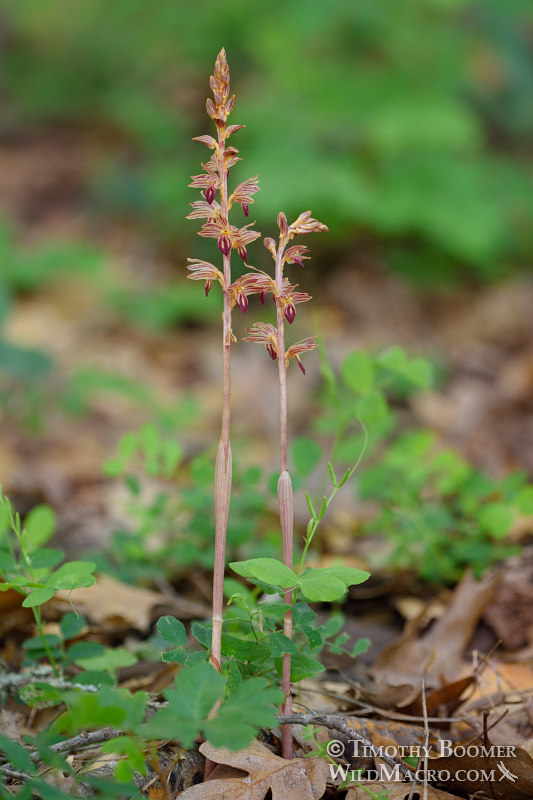 Striped coralroot (Corallorhiza striata). Olompali State Historic Park, Marin County, California, USA. Stock Photo ID=PLA0551 Striped coralroot (Corallorhiza striata). Olompali State Historic Park, Marin County, California, USA. Stock Photo ID=PLA0551