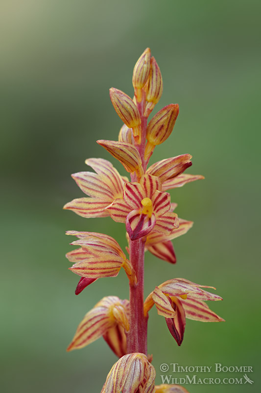 Striped coralroot (Corallorhiza striata). Eldorado National Forest, Sierra Nevada, Amador County, California, USA. Stock Photo ID=PLA0633 Striped coralroot (Corallorhiza striata). Eldorado National Forest, Sierra Nevada, Amador County, California, USA. Stock Photo ID=PLA0633