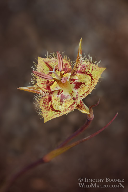 Tiburon mariposa lily (Calochortus tiburonensis).  Marin County, California, USA. Stock Photo ID=PLA0634