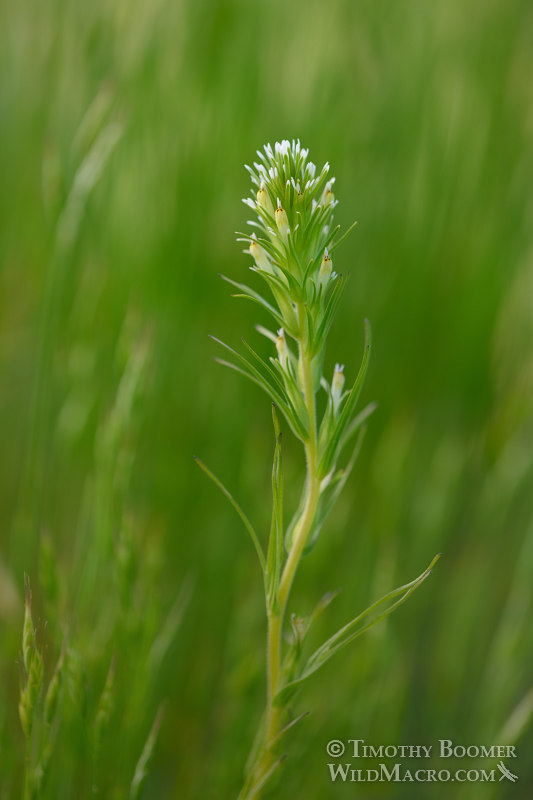 Valley tassels (Castilleja attenuata). Lake Berryessa, Napa County, California, USA. Stock Photo ID=PLA0621
