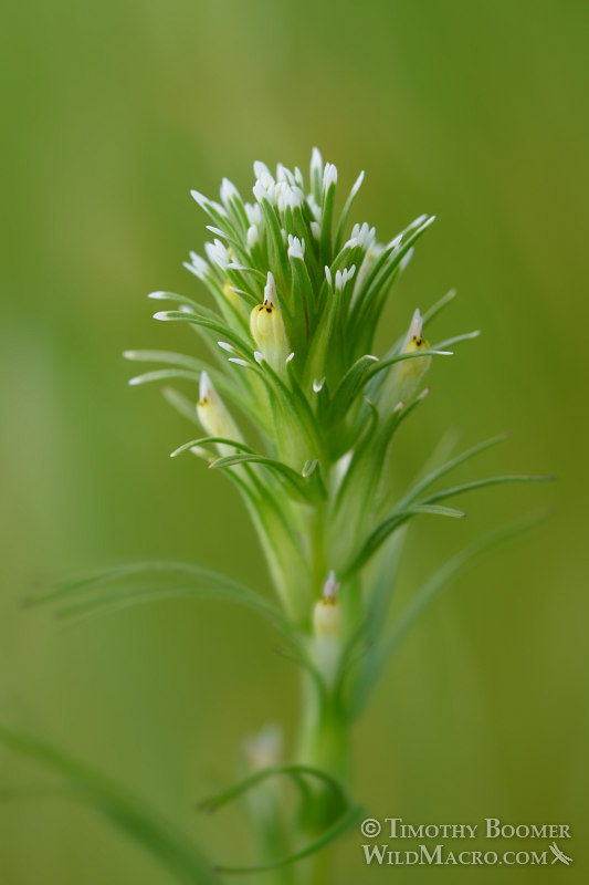 Valley tassels (Castilleja attenuata). Lake Berryessa, Napa County, California, USA. Stock Photo ID=PLA0623