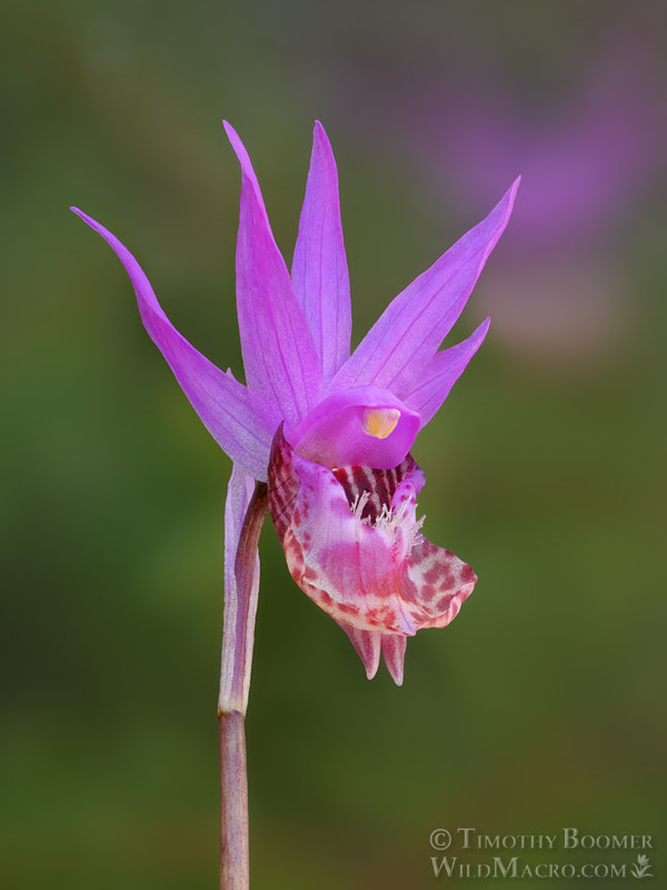 Western fairy slipper (Calypso bulbosa var. occidentalis). Mount Tamalpais State Park, Marin County, California, USA. Stock Photo ID=PLA0711 Western fairy slipper (Calypso bulbosa var. occidentalis). Mount Tamalpais State Park, Marin County, California, USA. Stock Photo ID=PLA0711