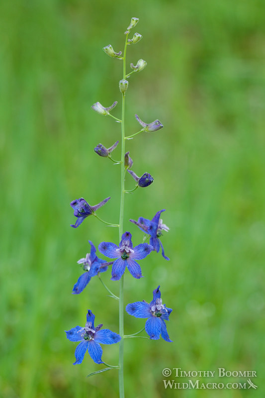 Zigzag larkspur (Delphinium patens ssp. patens). Black Diamond Mines Regional Preserve, Contra Costa County, California, USA. Stock Photo ID=PLA0283 Zigzag larkspur (Delphinium patens ssp. patens). Black Diamond Mines Regional Preserve, Contra Costa County, California, USA. Stock Photo ID=PLA0283