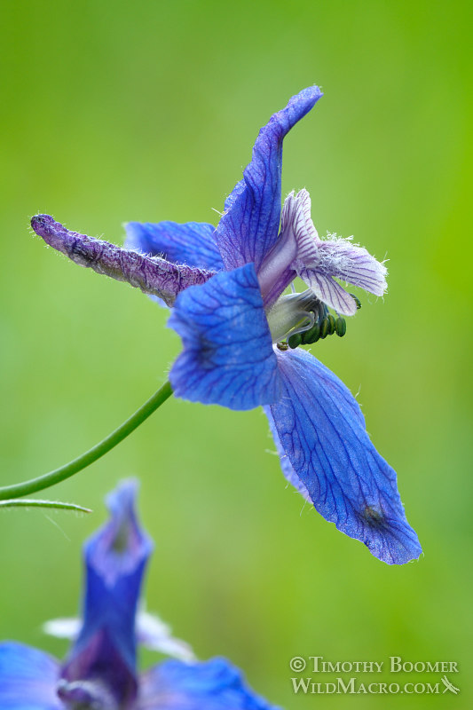 Zigzag larkspur (Delphinium patens ssp. patens). Black Diamond Mines Regional Preserve, Contra Costa County, California, USA. Stock Photo ID=PLA0285 Zigzag larkspur (Delphinium patens ssp. patens). Black Diamond Mines Regional Preserve, Contra Costa County, California, USA. Stock Photo ID=PLA0285
