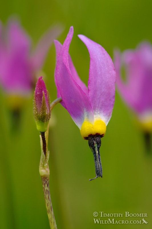 Alpine shooting star (Primula tetrandra). Carson Pass, Eldorado National Forest, Sierra Nevada, Alpine County, California, USA. Stock Photo ID=PLA0316 Alpine shooting star (Primula tetrandra). Carson Pass, Eldorado National Forest, Sierra Nevada, Alpine County, California, USA. Stock Photo ID=PLA0316