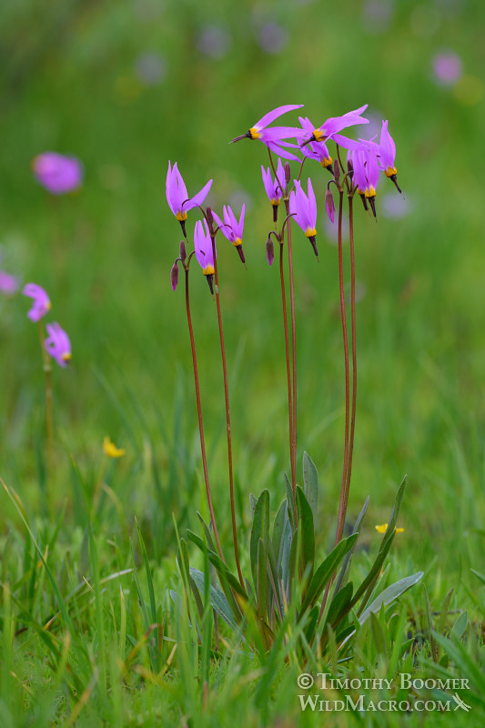 Alpine shooting star (Primula tetrandra), documentary view of a cluster of wildflowers. Carson Pass, Eldorado National Forest, Sierra Nevada, Alpine County, California, USA. Stock Photo ID=PLA0519 Alpine shooting star (Primula tetrandra), documentary view of a cluster of wildflowers. Carson Pass, Eldorado National Forest, Sierra Nevada, Alpine County, California, USA. Stock Photo ID=PLA0519