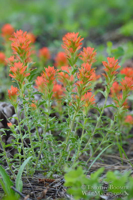 Applegate's Indian paintbrush (Castilleja applegatei ssp. pallida). Eldorado National Forest, Sierra Nevada, Amador County, California. Stock Photo ID=PLA0406 Applegate's Indian paintbrush (Castilleja applegatei ssp. pallida). Eldorado National Forest, Sierra Nevada, Amador County, California. Stock Photo ID=PLA0406