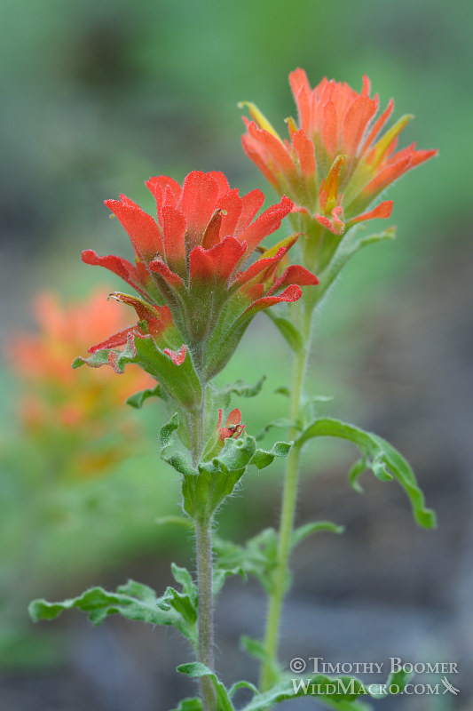 Applegate's Indian paintbrush (Castilleja applegatei ssp. pallida). Eldorado National Forest, Sierra Nevada, Amador County, California. Stock Photo ID=PLA0407 Applegate's Indian paintbrush (Castilleja applegatei ssp. pallida). Eldorado National Forest, Sierra Nevada, Amador County, California. Stock Photo ID=PLA0407