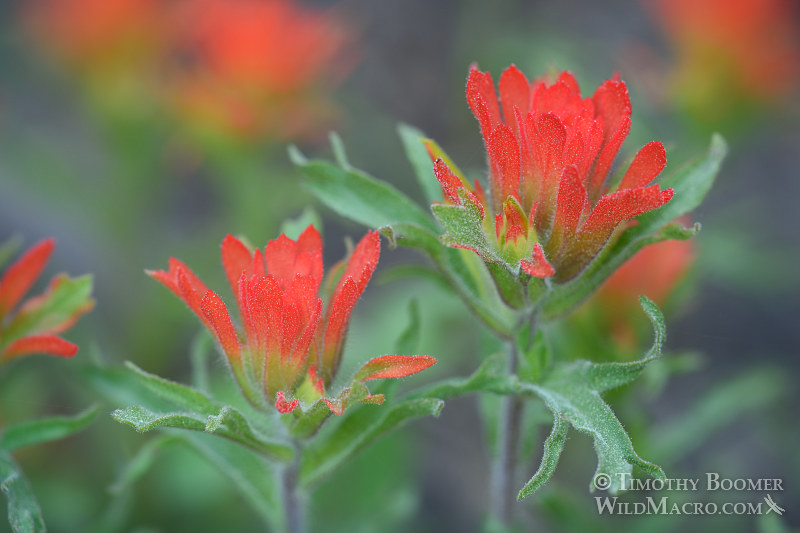 Applegate's Indian paintbrush (Castilleja applegatei ssp. pallida). Eldorado National Forest, Sierra Nevada, Amador County, California. Stock Photo ID=PLA0408 Applegate's Indian paintbrush (Castilleja applegatei ssp. pallida). Eldorado National Forest, Sierra Nevada, Amador County, California. Stock Photo ID=PLA0408