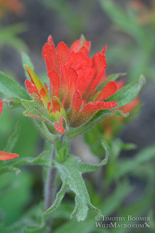 Applegate's Indian paintbrush (Castilleja applegatei ssp. pallida). Eldorado National Forest, Sierra Nevada, Amador County, California. Stock Photo ID=PLA0409 Applegate's Indian paintbrush (Castilleja applegatei ssp. pallida). Eldorado National Forest, Sierra Nevada, Amador County, California. Stock Photo ID=PLA0409