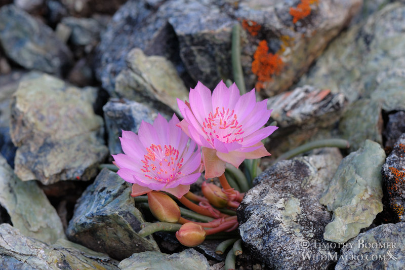 Bitterroot (Lewisia rediviva). Traverse Creek Botanical Special Interest Area, El Dorado County, CA. Stock Photo ID=PLA0289 Bitterroot (Lewisia rediviva). Traverse Creek Botanical Special Interest Area, El Dorado County, CA. Stock Photo ID=PLA0289
