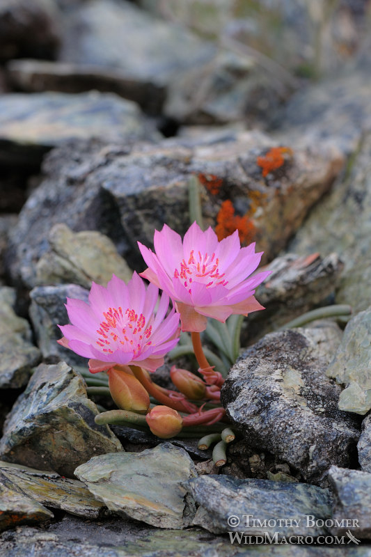 Bitterroot (Lewisia rediviva). Traverse Creek Botanical Special Interest Area, El Dorado County, CA. Stock Photo ID=PLA0290 Bitterroot (Lewisia rediviva). Traverse Creek Botanical Special Interest Area, El Dorado County, CA. Stock Photo ID=PLA0290