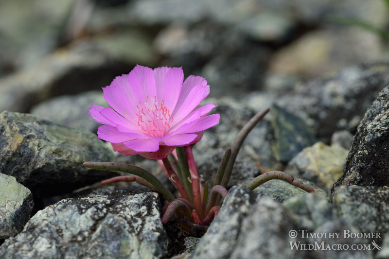 Bitterroot (Lewisia rediviva). Traverse Creek Botanical Special Interest Area, El Dorado County, CA. Stock Photo ID=PLA0354 Bitterroot (Lewisia rediviva). Traverse Creek Botanical Special Interest Area, El Dorado County, CA. Stock Photo ID=PLA0354