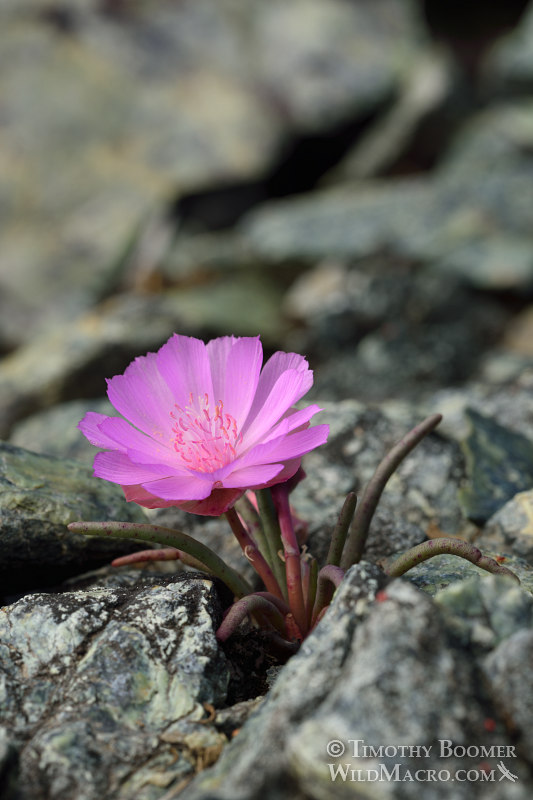 Bitterroot (Lewisia rediviva). Traverse Creek Botanical Special Interest Area, El Dorado County, CA. Stock Photo ID=PLA0355 Bitterroot (Lewisia rediviva). Traverse Creek Botanical Special Interest Area, El Dorado County, CA. Stock Photo ID=PLA0355