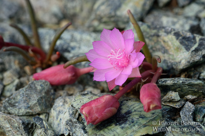 Bitterroot (Lewisia rediviva). Traverse Creek Botanical Special Interest Area, El Dorado County, CA. Stock Photo ID=PLA0356 Bitterroot (Lewisia rediviva). Traverse Creek Botanical Special Interest Area, El Dorado County, CA. Stock Photo ID=PLA0356