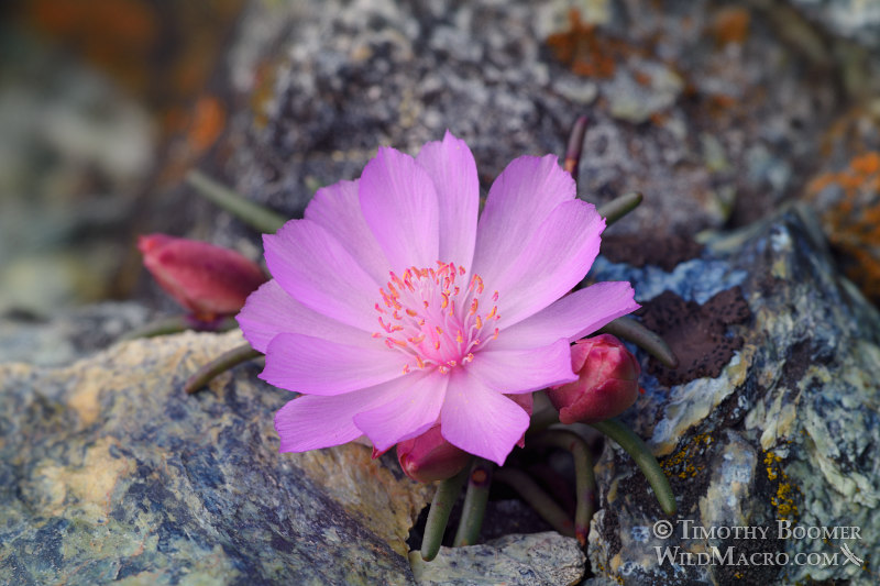 Bitterroot (Lewisia rediviva).  Traverse Creek Botanical Special Interest Area, Sierra Nevada, El Dorado County, California, USA.  Stock Photo ID=PLA0473