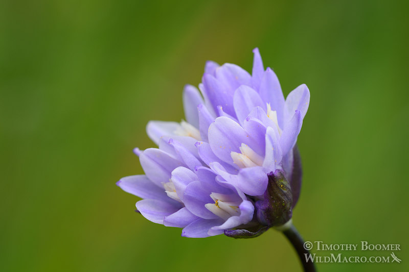 Blue dicks wildflowers (Dichelostemma capitatum ssp. capitatum). Black Diamond Mines Regional Preserve, Contra Costa County, CA. Stock Photo ID=PLA0342 Blue dicks wildflowers (Dichelostemma capitatum ssp. capitatum). Black Diamond Mines Regional Preserve, Contra Costa County, CA. Stock Photo ID=PLA0342
