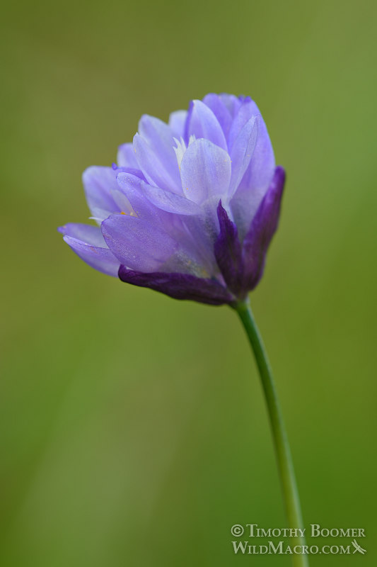 Blue dicks wildflowers (Dichelostemma capitatum ssp. capitatum). Black Diamond Mines Regional Preserve, Contra Costa County, CA. Stock Photo ID=PLA0343 Blue dicks wildflowers (Dichelostemma capitatum ssp. capitatum). Black Diamond Mines Regional Preserve, Contra Costa County, CA. Stock Photo ID=PLA0343