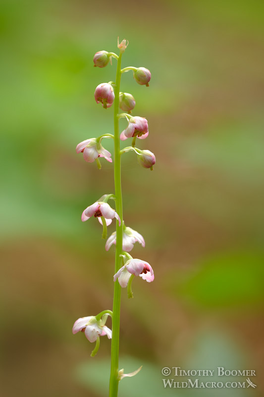 Bog wintergreen (Pyrola asarifolia ssp. asarifolia). Butterfly Valley Botanical Area, Plumas National Forest, Plumas County, CA. Stock Photo ID=PLA0383 Bog wintergreen (Pyrola asarifolia ssp. asarifolia). Butterfly Valley Botanical Area, Plumas National Forest, Plumas County, CA. Stock Photo ID=PLA0383