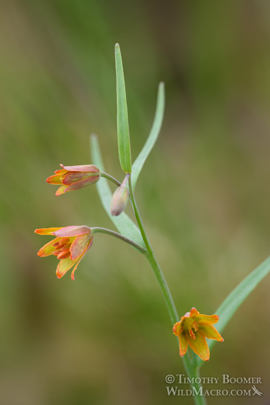 Butte County fritillary (Fritillaria eastwoodiae).  Lassen National Forest, Sierra Nevada, Butte County, California, USA.  Stock Photo ID=PLA0471