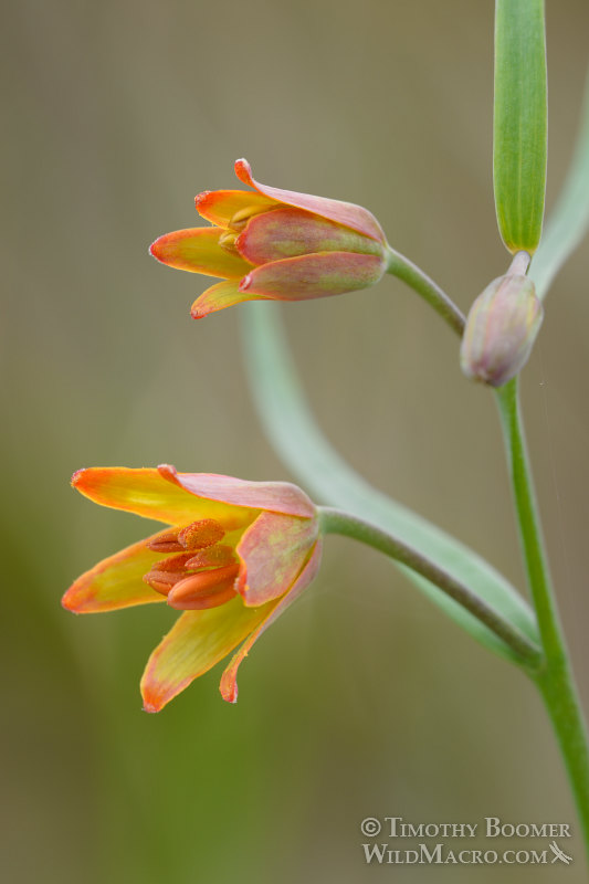 Butte County fritillary (Fritillaria eastwoodiae).  Lassen National Forest, Sierra Nevada, Butte County, California, USA.  Stock Photo ID=PLA0472