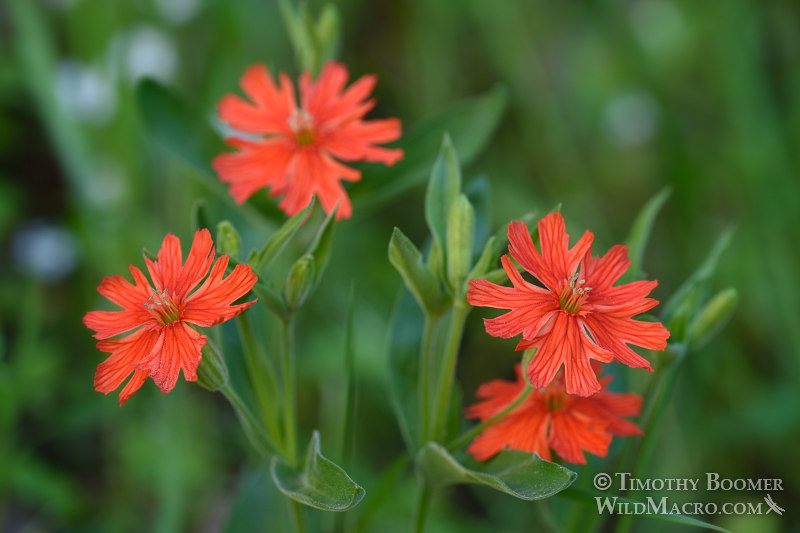California Indian pink (Silene laciniata ssp. californica).  Amador County, CA.  Stock Photo ID=PLA0357