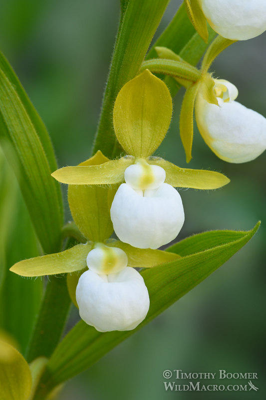 California lady's slipper orchid (Cypripedium californicum). Plumas National Forest, Plumas County, CA. Stock Photo ID=PLA0369 California lady's slipper orchid (Cypripedium californicum). Plumas National Forest, Plumas County, CA. Stock Photo ID=PLA0369