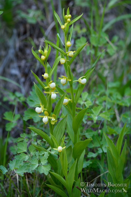 California lady's slipper orchid (Cypripedium californicum). Plumas National Forest, Plumas County, CA. Stock Photo ID=PLA0370 California lady's slipper orchid (Cypripedium californicum). Plumas National Forest, Plumas County, CA. Stock Photo ID=PLA0370