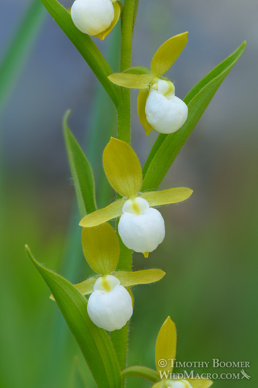 California lady's slipper orchid (Cypripedium californicum). Plumas National Forest, Sierra Nevada, Plumas County, California, USA. Stock Photo ID=PLA0504 California lady's slipper orchid (Cypripedium californicum). Plumas National Forest, Sierra Nevada, Plumas County, California, USA. Stock Photo ID=PLA0504