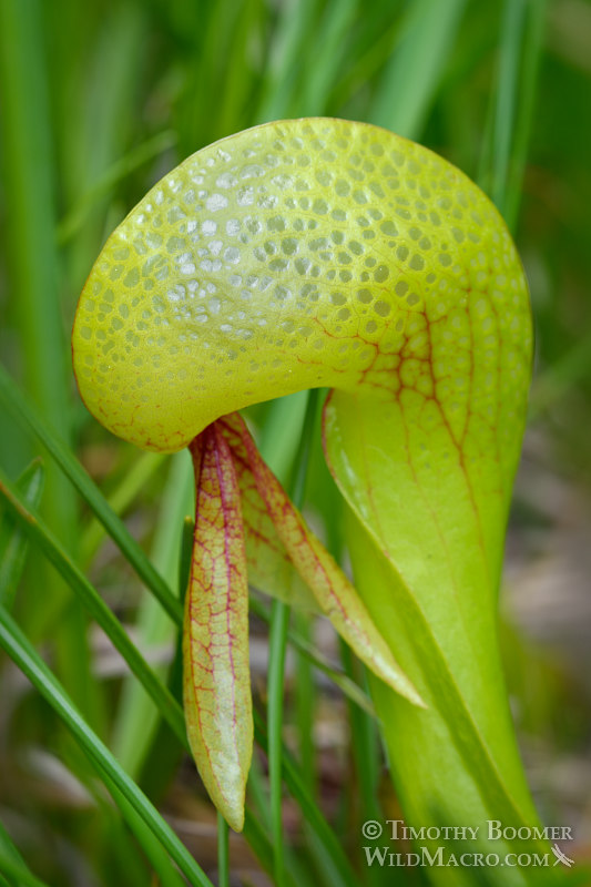 California pitcher plant (Darlingtonia californica). Butterfly Valley Botanical Area, Plumas National Forest, Plumas County, CA. Stock Photo ID=PLA0374 California pitcher plant (Darlingtonia californica). Butterfly Valley Botanical Area, Plumas National Forest, Plumas County, CA. Stock Photo ID=PLA0374