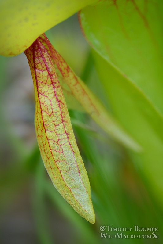 California pitcher plant (Darlingtonia californica). Butterfly Valley Botanical Area, Plumas National Forest, Plumas County, CA. Stock Photo ID=PLA0375 California pitcher plant (Darlingtonia californica). Butterfly Valley Botanical Area, Plumas National Forest, Plumas County, CA. Stock Photo ID=PLA0375