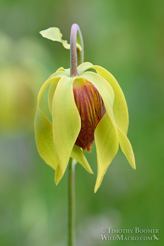 California pitcher plant (Darlingtonia californica). Butterfly Valley Botanical Area, Plumas National Forest, Plumas County, CA. Stock Photo ID=PLA0377 California pitcher plant (Darlingtonia californica). Butterfly Valley Botanical Area, Plumas National Forest, Plumas County, CA. Stock Photo ID=PLA0377
