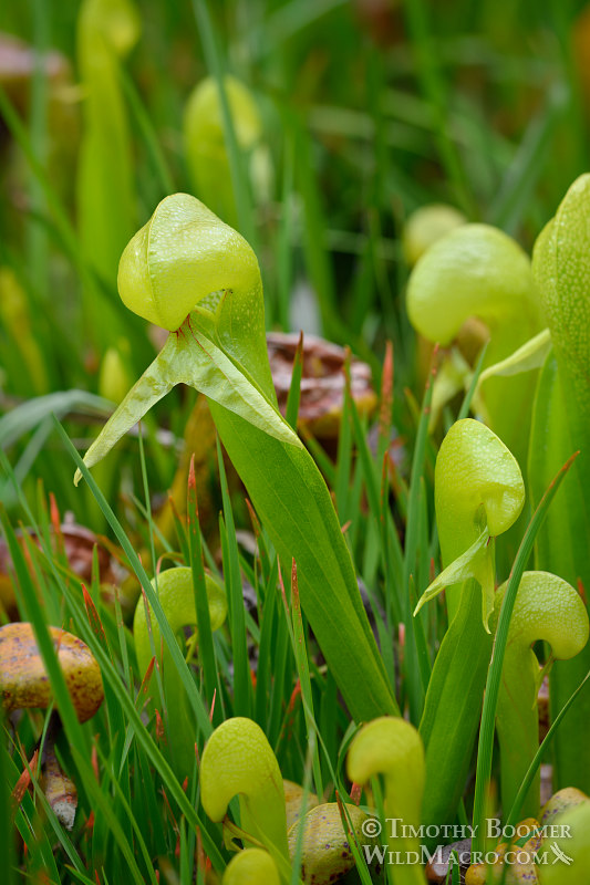 California pitcher plant (Darlingtonia californica). Butterfly Valley Botanical Area, Plumas National Forest, Plumas County, CA. Stock Photo ID=PLA0378 California pitcher plant (Darlingtonia californica). Butterfly Valley Botanical Area, Plumas National Forest, Plumas County, CA. Stock Photo ID=PLA0378