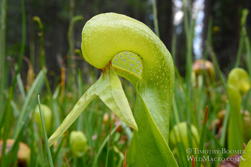 California pitcher plant (Darlingtonia californica). Butterfly Valley Botanical Area, Plumas National Forest, Plumas County, CA. Stock Photo ID=PLA0380 California pitcher plant (Darlingtonia californica). Butterfly Valley Botanical Area, Plumas National Forest, Plumas County, CA. Stock Photo ID=PLA0380