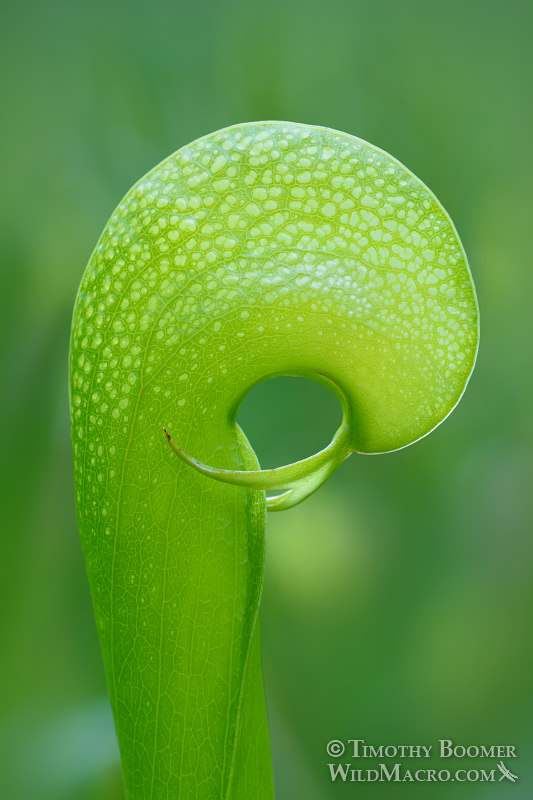 California pitcher plant (Darlingtonia californica). Butterfly Valley Botanical Area, Plumas National Forest, Sierra Nevada, Plumas County, California, USA. Stock Photo ID=PLA0511 California pitcher plant (Darlingtonia californica). Butterfly Valley Botanical Area, Plumas National Forest, Sierra Nevada, Plumas County, California, USA. Stock Photo ID=PLA0511