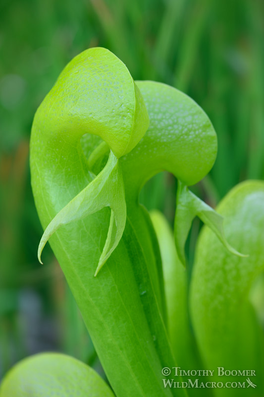 California pitcher plant (Darlingtonia californica). Butterfly Valley Botanical Area, Plumas National Forest, Sierra Nevada, Plumas County, California, USA. Stock Photo ID=PLA0512 California pitcher plant (Darlingtonia californica). Butterfly Valley Botanical Area, Plumas National Forest, Sierra Nevada, Plumas County, California, USA. Stock Photo ID=PLA0512