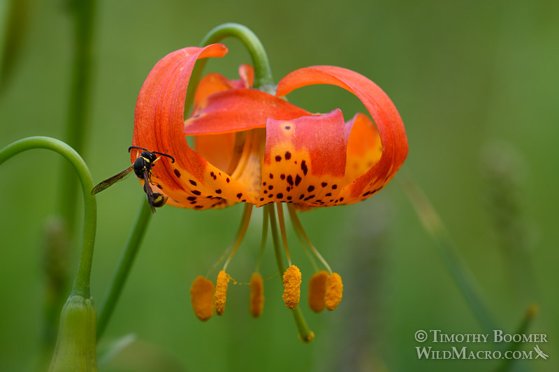 California tiger lily (Lilium pardalinum), a California native and endemic wildflower. Plumas National Forest, Sierra Nevada, Plumas County, California, USA. Stock Photo ID=PLA0371 California tiger lily (Lilium pardalinum), a California native and endemic wildflower. Plumas National Forest, Sierra Nevada, Plumas County, California, USA. Stock Photo ID=PLA0371