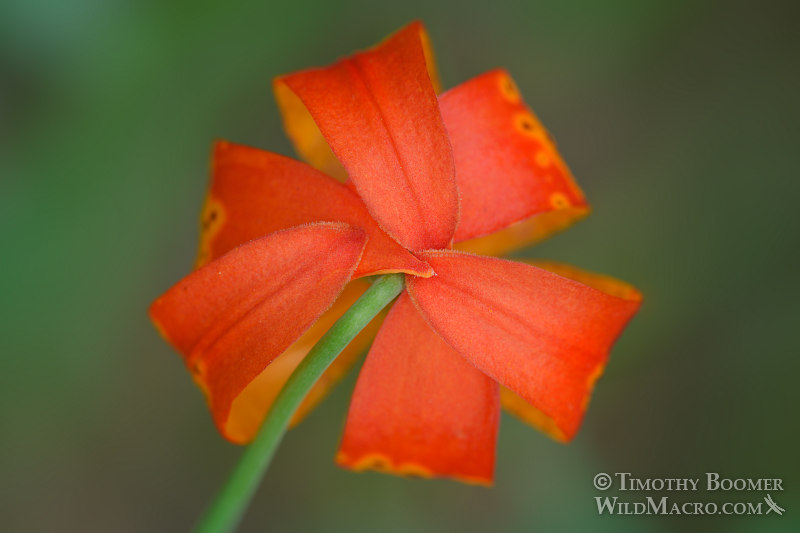California tiger lily (Lilium pardalinum), overhead view. Plumas National Forest, Sierra Nevada, Plumas County, California, USA. Stock Photo ID=PLA0525 California tiger lily (Lilium pardalinum), overhead view. Plumas National Forest, Sierra Nevada, Plumas County, California, USA. Stock Photo ID=PLA0525